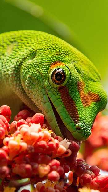 Giant day gecko wonder, Exotic reptile, delight, Colorful lizard HD phone wallpaper