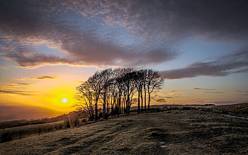 Landscape, Nature, Trees, Sunset HD wallpaper