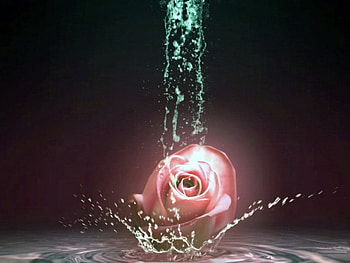 Rose splash, rose, flower, love, splash, water HD wallpaper