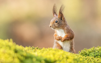 Squirrel, animal, moss, nature, macro HD wallpaper