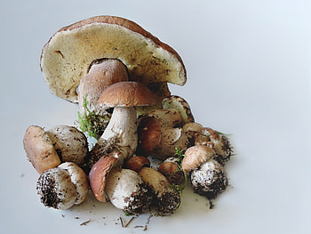 Porcini mushrooms, Heart-shaped clipart, Edible fungi, Culinary ingredient HD wallpaper