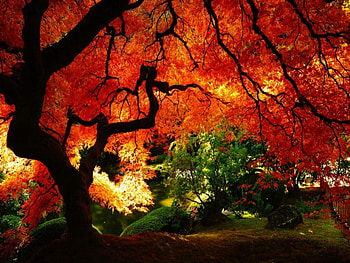 Fire Red Maple Tree in Autumn, colorful, fall, deep, orange, leaves, maple, red, rich, autumn, fire HD wallpaper