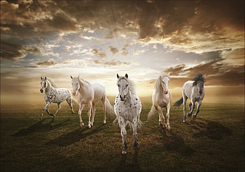 Animals, Sunset, Horses, Field HD wallpaper