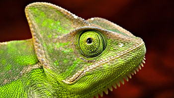 Chameleon, animal, green, red, reptile, lizard HD wallpaper
