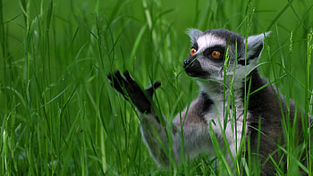 Ring Tailed Lemur, collection, Wildlife fascination, treat HD wallpaper