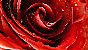 Drops, Flower, Macro, Petals, Bud, Red Rose HD wallpaper