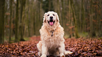 Autumn foliage, Golden Retrievers HD wallpaper