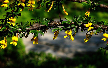 Flowers, Leaves, Plant, Macro, Branch HD wallpaper