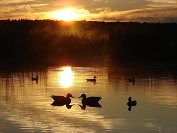 Landscape, Nature, Water, Sunset, Ducks, Sun, Lakes HD wallpaper