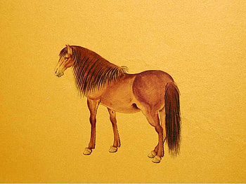 Horse, animal, drawing, yellow HD wallpaper