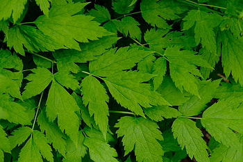 Nature, Leaves, Branch HD wallpaper