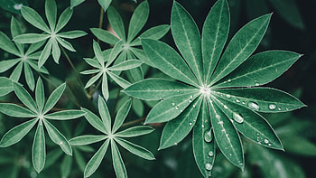 Green Lupine Leaves Plant Branch With Water Drops In Blur Background graphy HD wallpaper