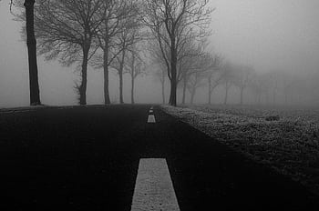 Misty road lined with leafless trees in a winter setting, creating a moody atmosphere. HD wallpaper