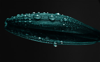 Drops, Macro, Dark, Surface, Sheet, Leaf HD wallpaper