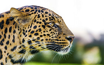 Big Cat Leopard, Big Cat, Felidae, Panthera pardus, Leopard, Rosettes, Well camouflaged HD wallpaper