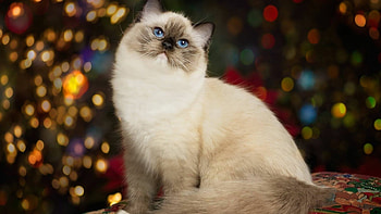 Fawn, Ragdoll HD wallpaper