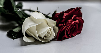 White & red roses, flowers HD wallpaper