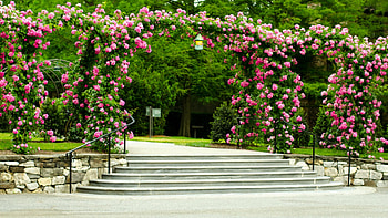 Longwood Gardens, Pennsylvania, stairs, plants, roses, bow, usa HD wallpaper
