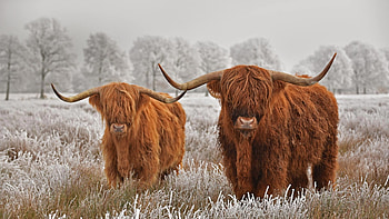 Cow , Pastoral animals, Domesticated livestock, Stunning HD wallpaper