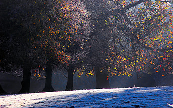 WINTER MORNING, winter, winter nature, winter , snow HD wallpaper