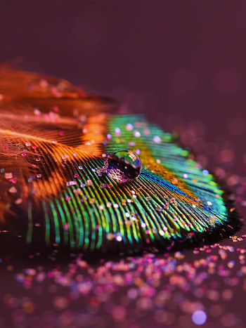 peacock feather , quality, Beautiful plumage, Nature-inspired design HD phone wallpaper
