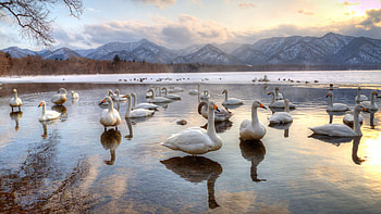 Swans Lake Kussharo Hokkaido , swan, birds, lake HD wallpaper