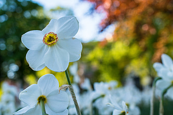 Flowers, Flower, Petals, Narcissus HD wallpaper