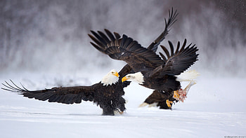 Eagles on Hunt HD wallpaper