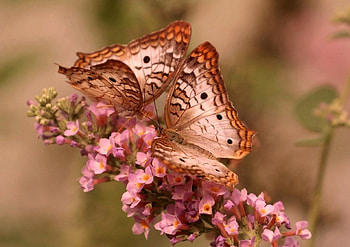 Butterfly, color, expression, , new HD wallpaper