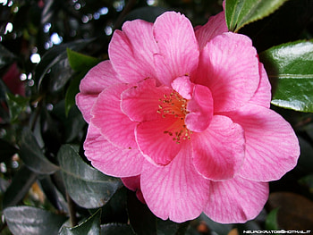 Geig, nature, flower HD wallpaper