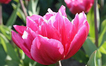 Macro, Petals, Bud, Tulip HD wallpaper