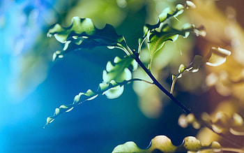 Leaves, Plant, Macro, Shine, Light, Branch HD wallpaper