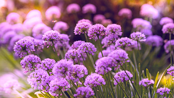 Purple flowers HD wallpaper