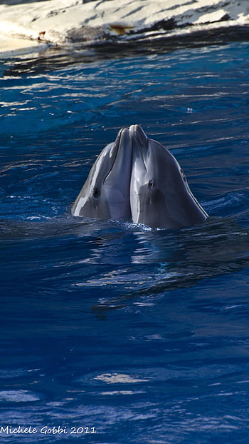 Dolphin, FIsh, Dolphin Fish HD phone wallpaper
