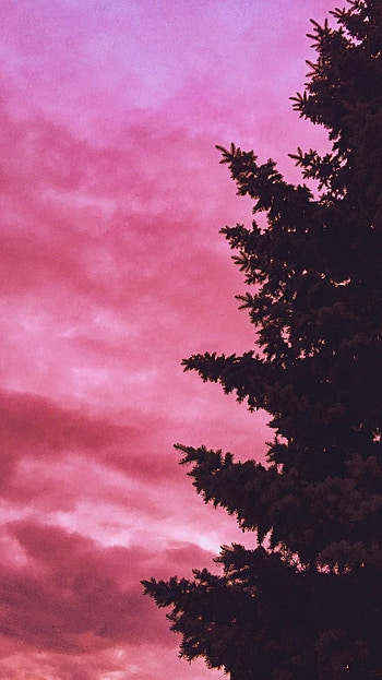 Pink Aesthetic, Nature HD phone wallpaper