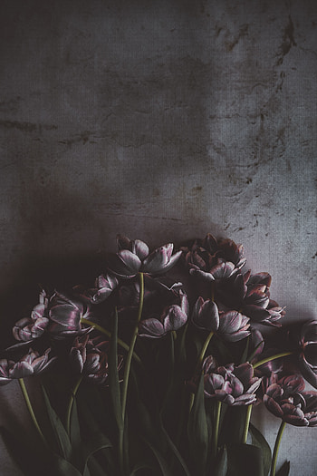 Flowers, Tulips, Dark, Bouquet, Wall HD phone wallpaper