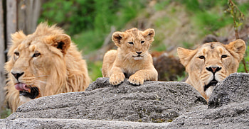 Animals, Lions, Predators, Young, Muzzle, Family, Joey HD wallpaper