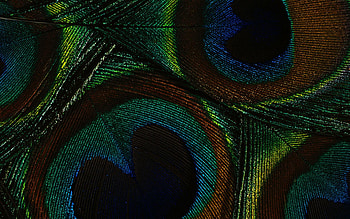 Peacock Feathers, abstract HD wallpaper