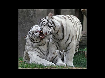 White Tiger Love, cats, tigers, love, animals HD wallpaper
