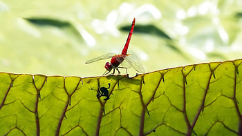 Macro, Young, Insect, Joey, Frog HD wallpaper