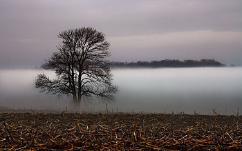 Nature, Grass, Wood, Tree, Fog, Layers, Withered, It's A Sly, Shroud HD wallpaper