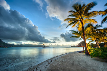 Coast Ocean Scenery Tree, nature, ocean, scenery, trees HD wallpaper