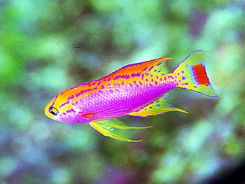 Fish, cool HD wallpaper