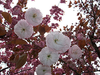 White amongst the Pink, pink, white, leaves, pretty, sky, blossom, tree HD wallpaper