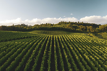 Gallery 3 JD Napa Valley, Artistic showcases, Abstract beauty, graphy collection HD wallpaper