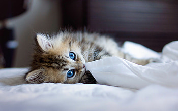 High-resolution kitten , Pet bird companions, Whiskered elegance, perfection HD wallpaper