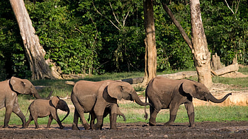 Central African Republic safari, Gorilla tracking, Holidays, Natural world HD wallpaper