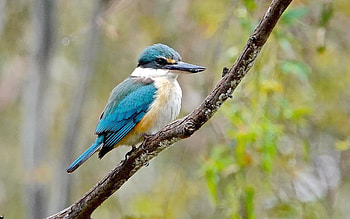 Kingfisher, branch, animal, bird HD wallpaper