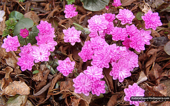 Hepatica, pink, leaves, pretty, petals, flower, nature, ground HD wallpaper