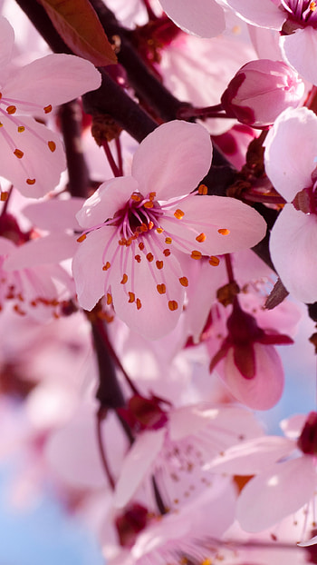 nature, blossom HD phone wallpaper